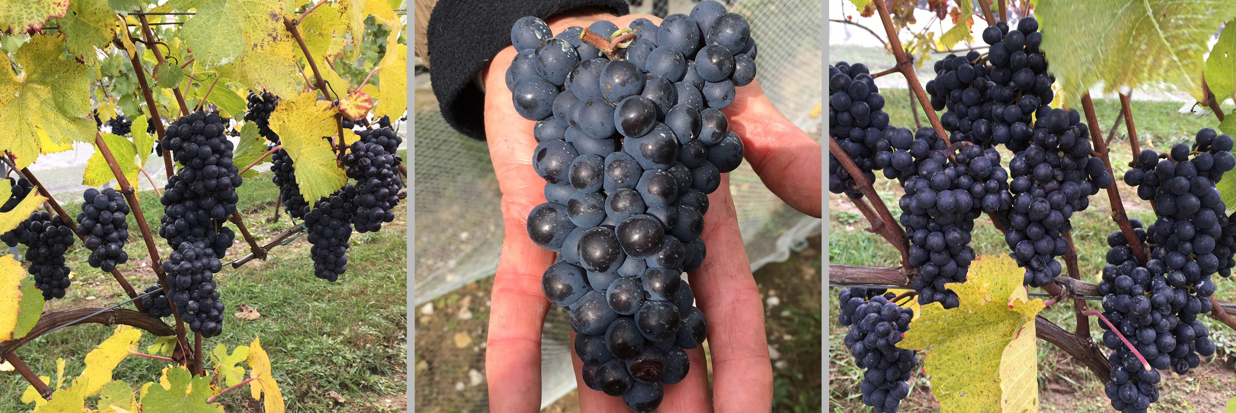 Pinot noir in Leelanau County 10-16-18
